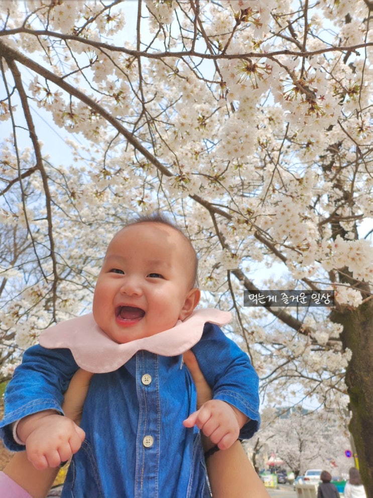[대전 근교 벚꽃] 아기와 함께 벚꽃 보러 동학사에 갔어요