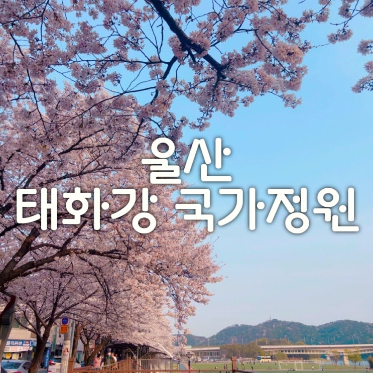  울산 벚꽃 명소 태화강 국가 정원 불고기 단지 꼭 오셔야 해요!