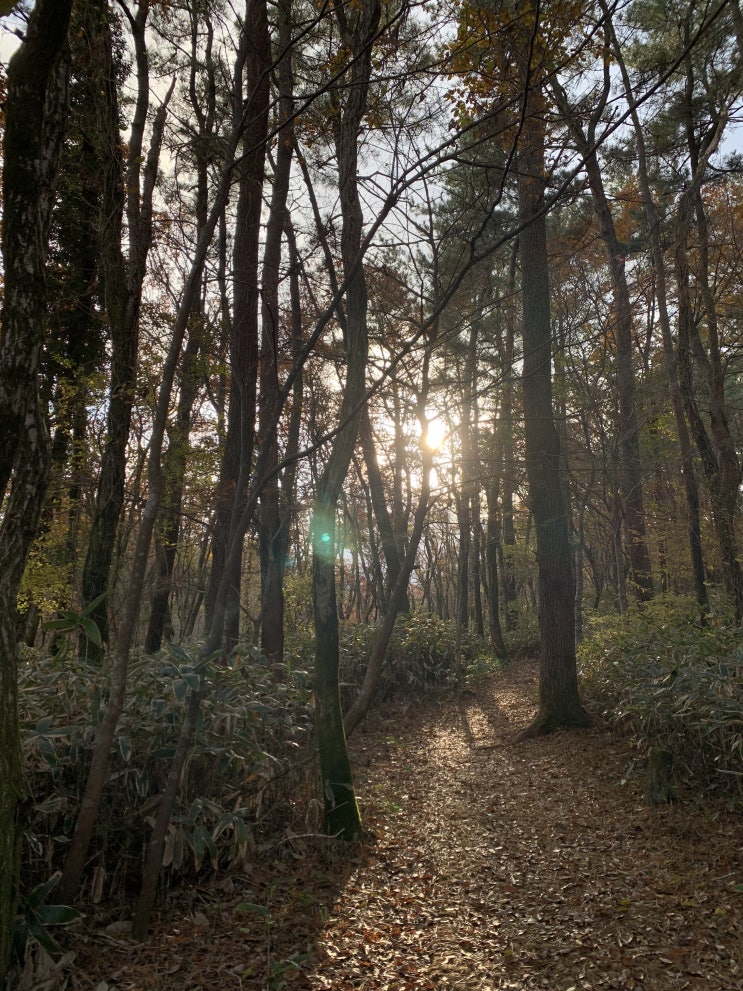  [제주도] 산책하기 좋은, 사려니숲길