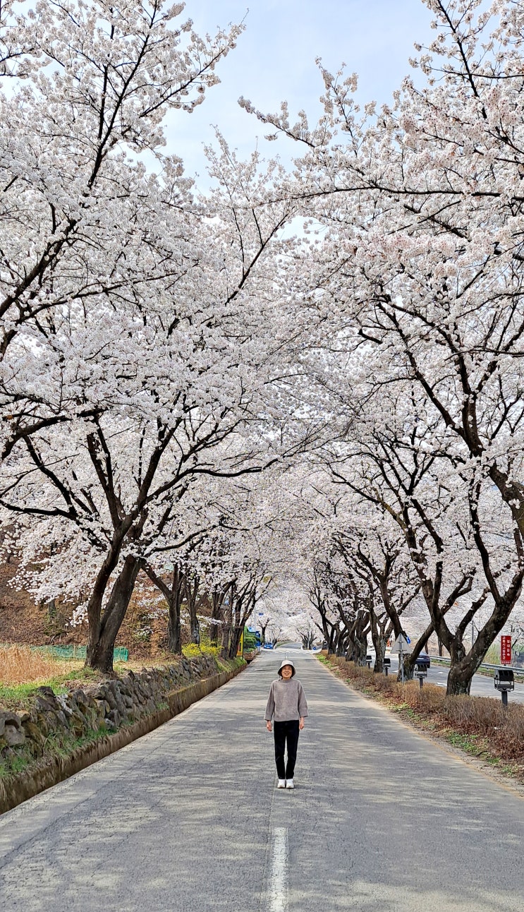  합천 봉산 백리벚꽃길 드라이브