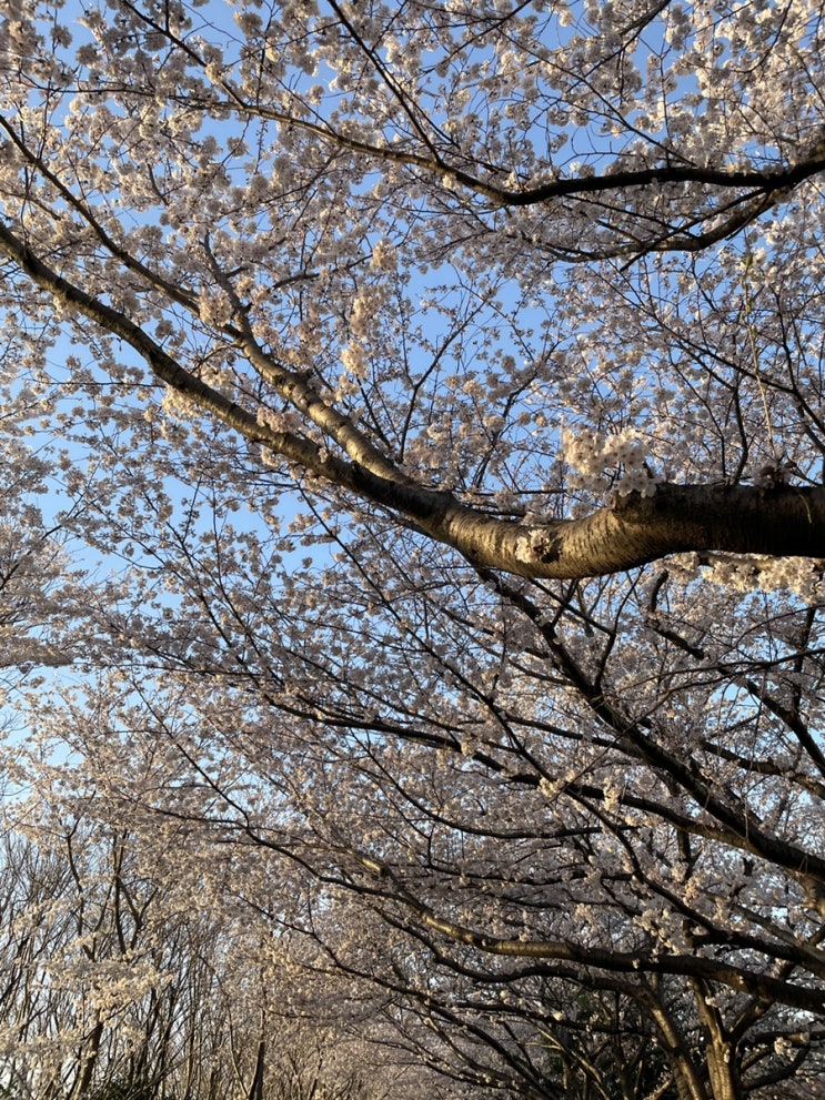  삼락생태공원벚꽃