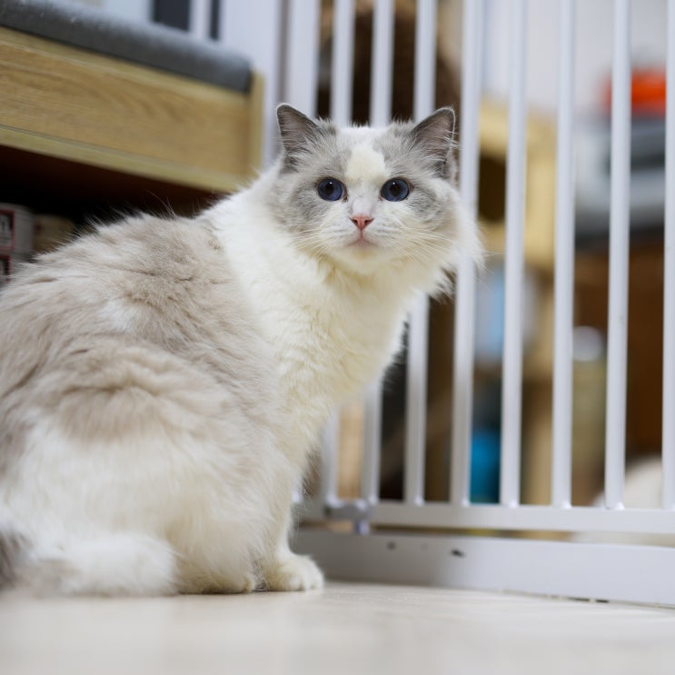  고양이 합사 꿀팁, 강아지 아기 성묘 모두 실패 없이 성공하는 4단계 방법
