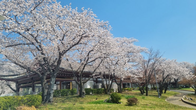  경주 맛집 불국사상가시장 한정식 깔끔하고 맛 좋은 울산식당