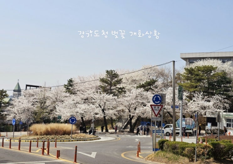  수원 경기도청 벚꽃 실시간     개화상황