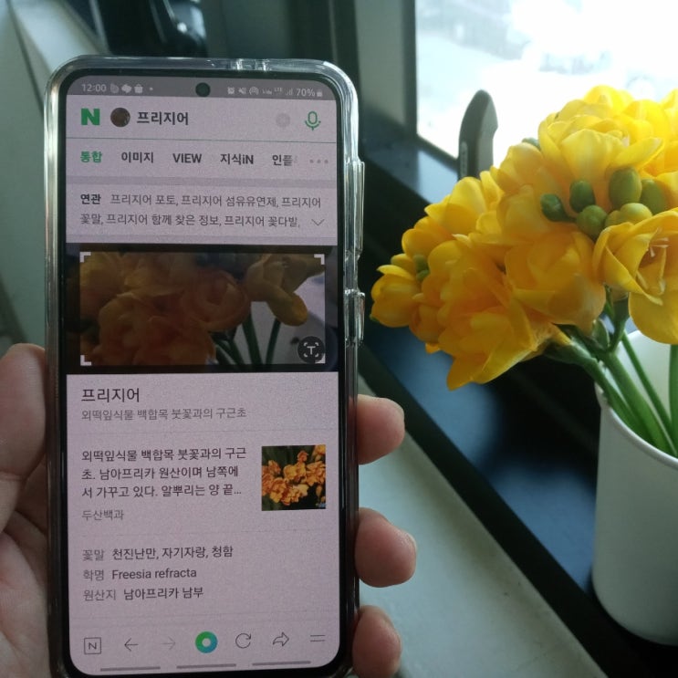  네이버 꽃검색 스마트렌즈 꽃 이미지로 찍어서 찾아볼까