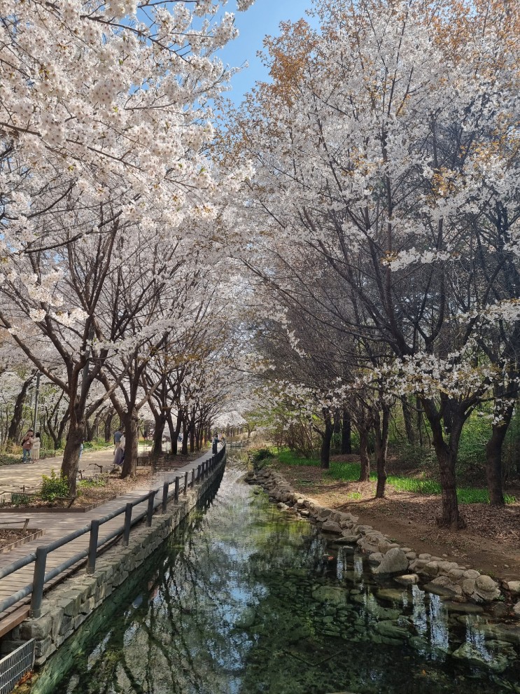 서울숲 피크닉 벚꽃 명소 벚나무길 만개 사진 촬영하며 만보 걷기 산책