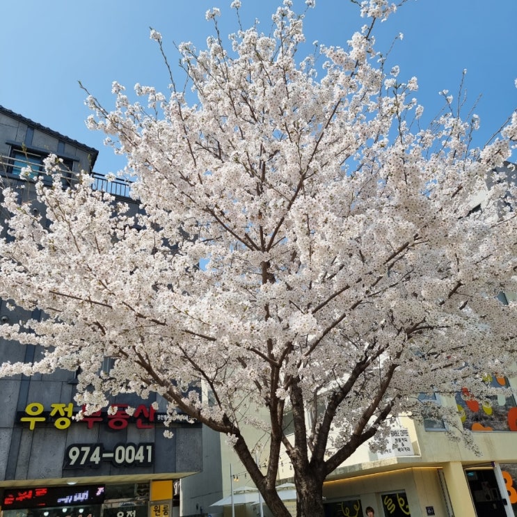  노원 남양주 인근 경춘선 숲길 벚꽃 명소 3월 31일 데이트 추천