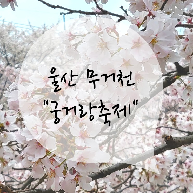 울산 벚꽃 무거천 궁거랑 축제 정보 (푸드트럭, 주차tip)