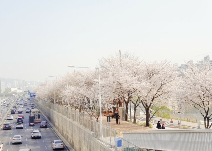  독산역 안양천 벚꽃 미세먼지도 이긴 벚꽃 명소