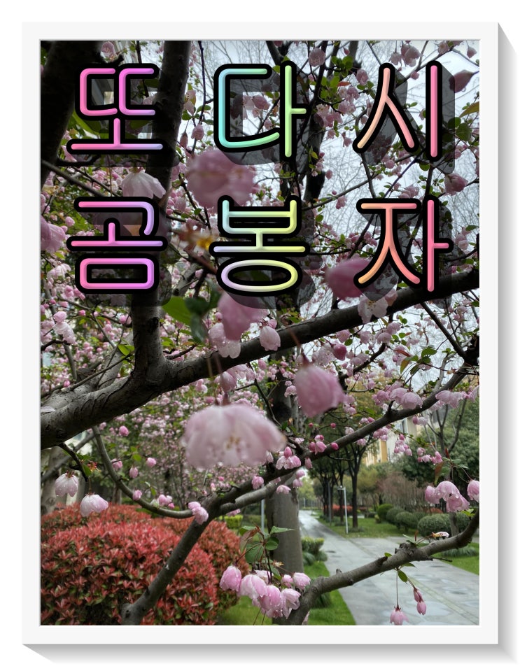 오픈 소설. 눈물 쏙 빼는 또다시 곰봉자 준비 땅!
