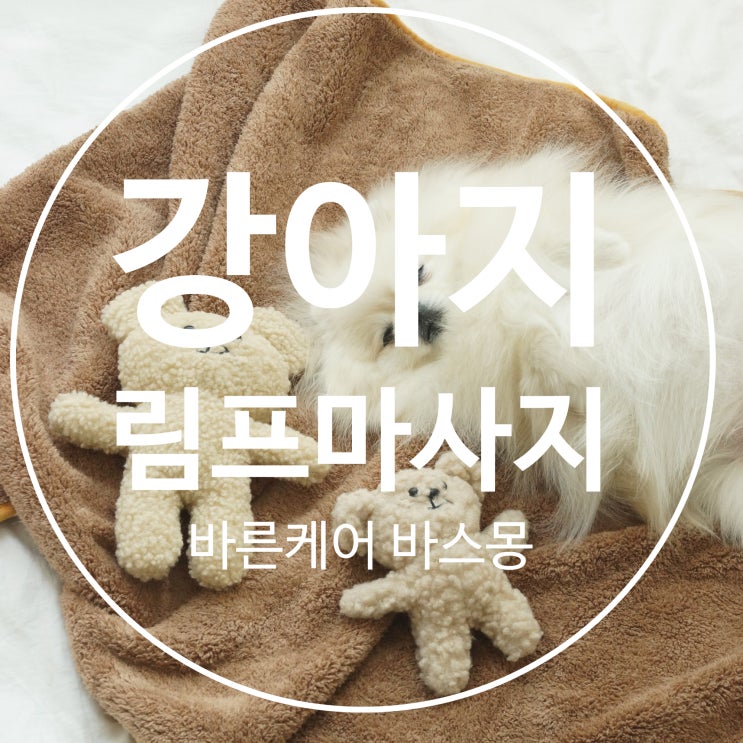  단 5분, 강아지 림프 마사지로  면역력 높이기