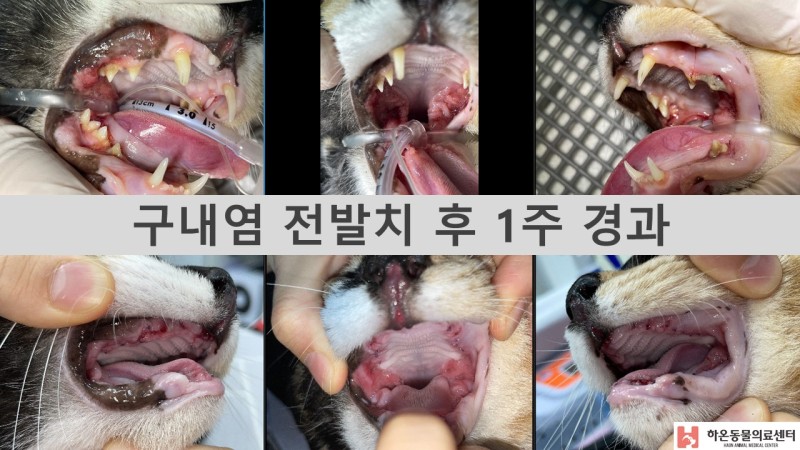 고양이 구내염, 치아흡수성병변(Forl) 전발치 수술 케이스 : 네이버 블로그