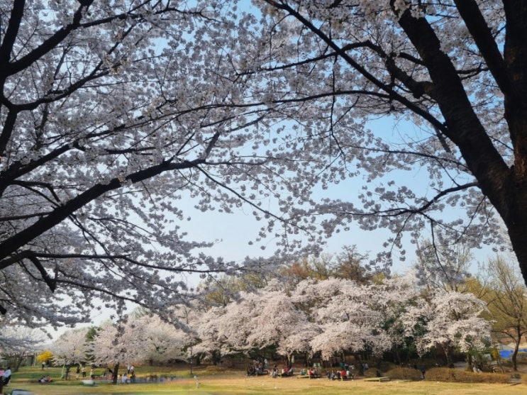  [서울 광진구] 어린이대공원 벚꽃 드디어 D-day, 파노라마 벚꽃광장에서 황홀한 꽃놀이(23.03.31)
