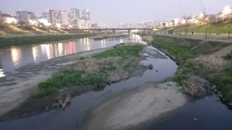 구일역맛집 다원황태수제비본점  구로올레길3월 벚꽃