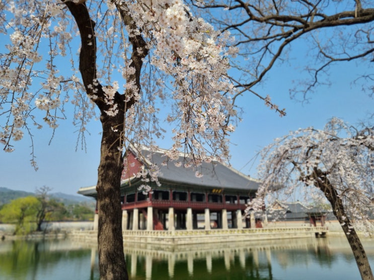 [봄꽃 구경] 수양 벚꽃과 버드나무가 드리운 경회루 & 경복궁 개나리길 위치와 홍매화 (한복 나들이 추천 장소)