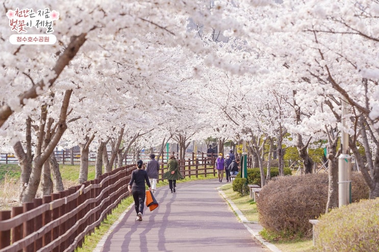 천안 가볼만한곳 천안은 지금 벚꽃이 제철 | 천안시청페이스북