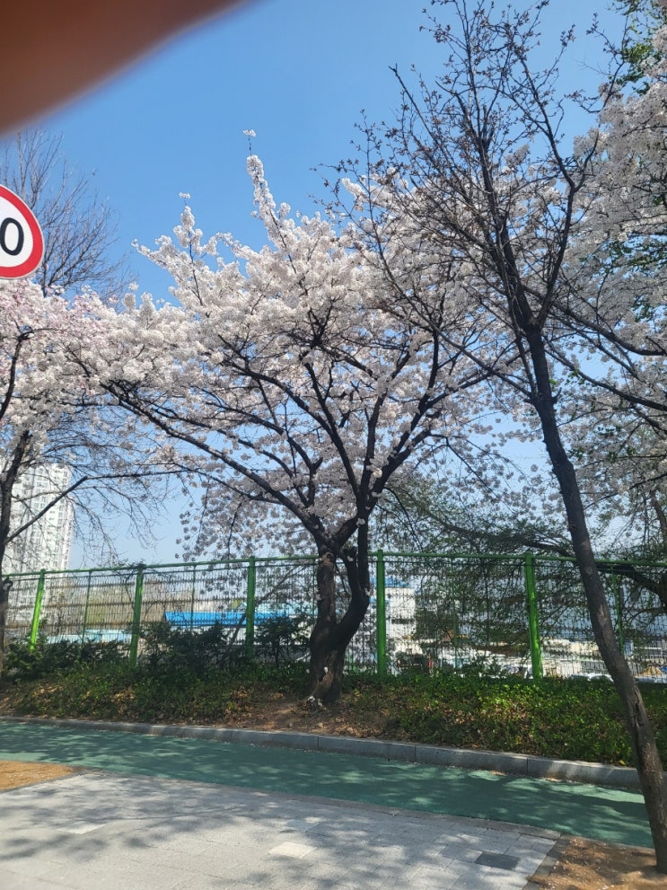 벗꽃개나리 서울 길