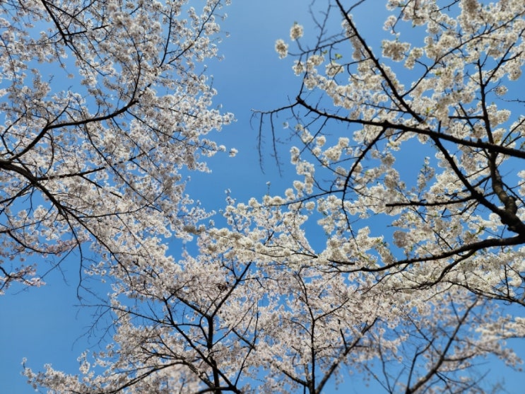  충무로 남산골한옥마을 벚꽃 개화상태, 한바퀴 산책하기