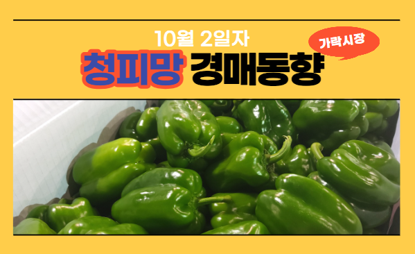  [경매사 일일보고] 10월 2일자 가락시장 청피망 경매동향을 살펴보겠습니다!