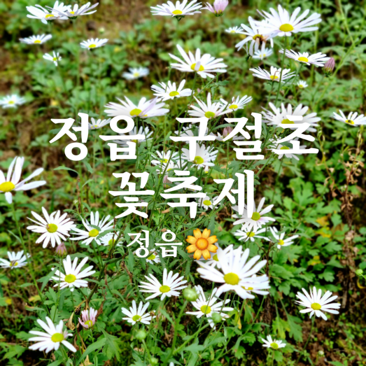  전북 가볼 만한 곳 정읍 구절초 꽃 축제 기간과 가격 방문 후기!