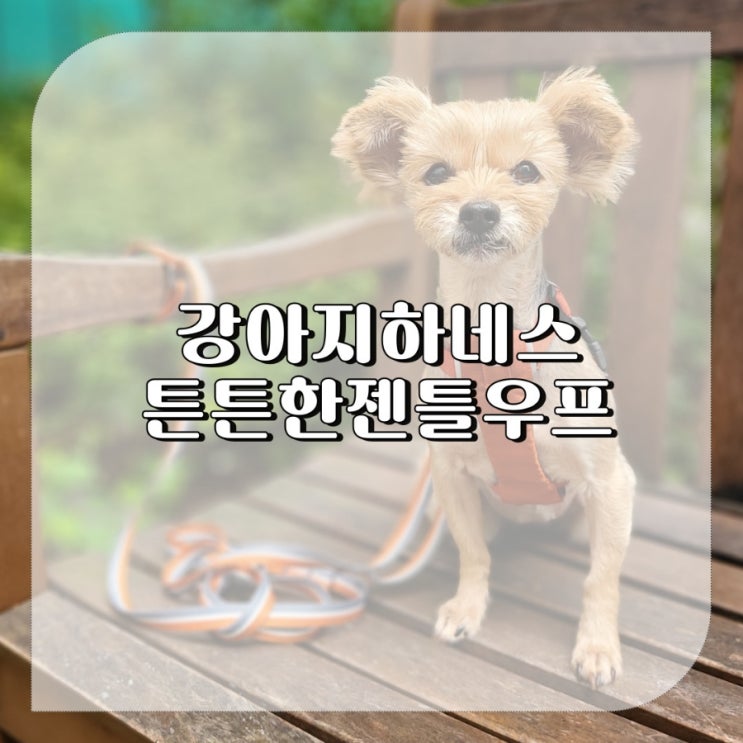  강아지 하네스 브랜드 새끼강아지 하네스,리드줄까지 튼튼한 젠틀우프