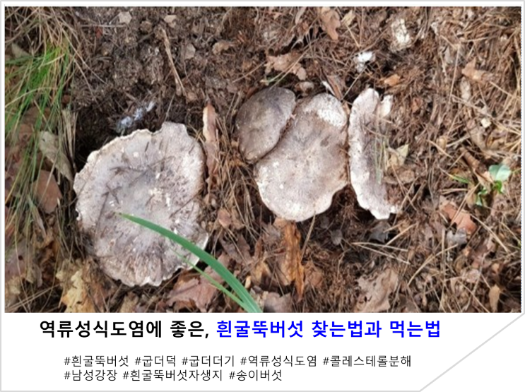 역류성식도염에 좋은, 흰굴뚝버섯 찾는법과 먹는법(굽더더기)