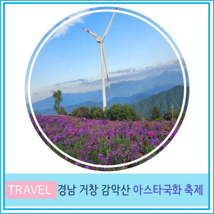  경남 거창 감악산 아스타 국화 꽃 &별 여행 축제 10월 대구 부산 근교 가볼만한 곳 풍력단지 실시간 개화 상태