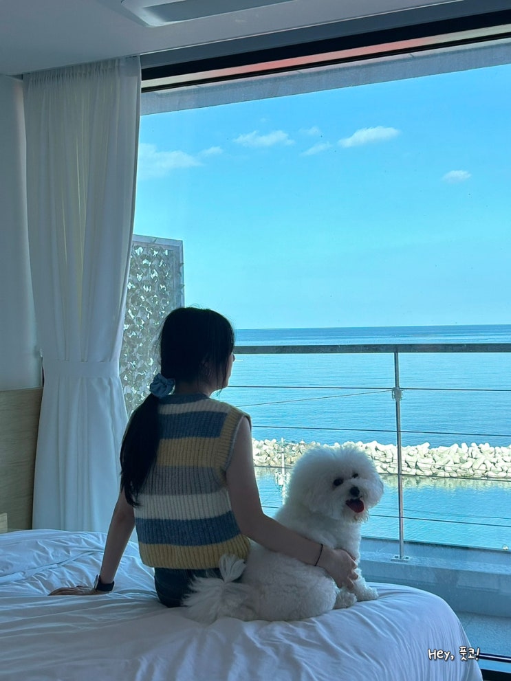  포항 애견동반 펜션 마담아네뜨 강아지랑 방문 상세 후기! 풀빌라 신상 숙소라 깨끗해(디럭스 POOL 304호)