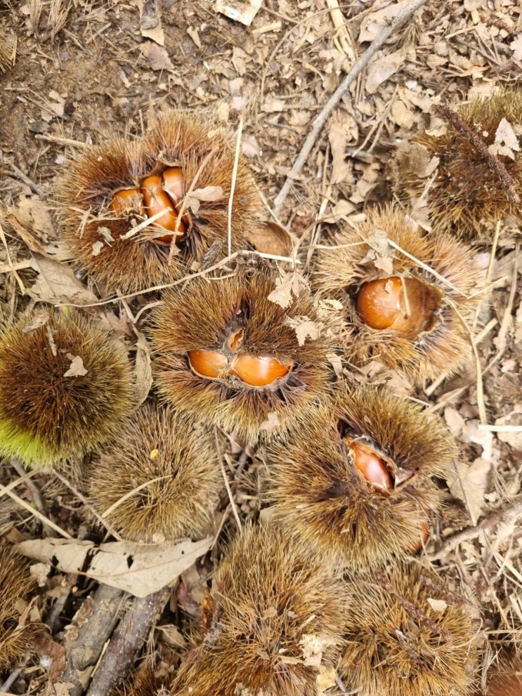  추석 밤 수확 체험(시흥 계수밤농장), 밤 따기 좋은 시기(9월말 ~ 10월초)