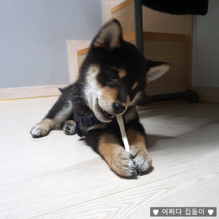 건강한 강아지간식추천 Think your dog teeth 스틱 소가죽우유껌 시바견 먹방후기