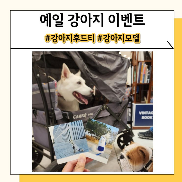 강아지 이벤트 참여하고 예일 강아지 옷 후드티 받아요 강아지 이벤트 참여하고 예일 강아지 옷 후드티 받아요