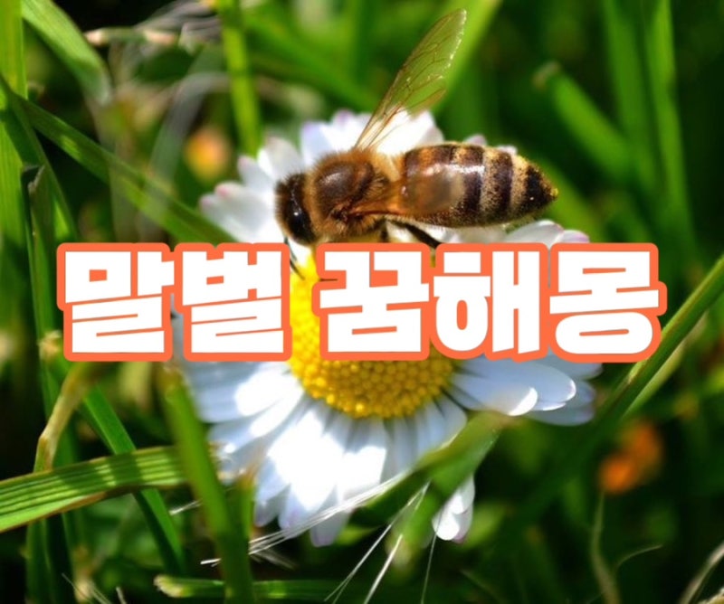 말벌꿈 꿈해몽 꿈풀이