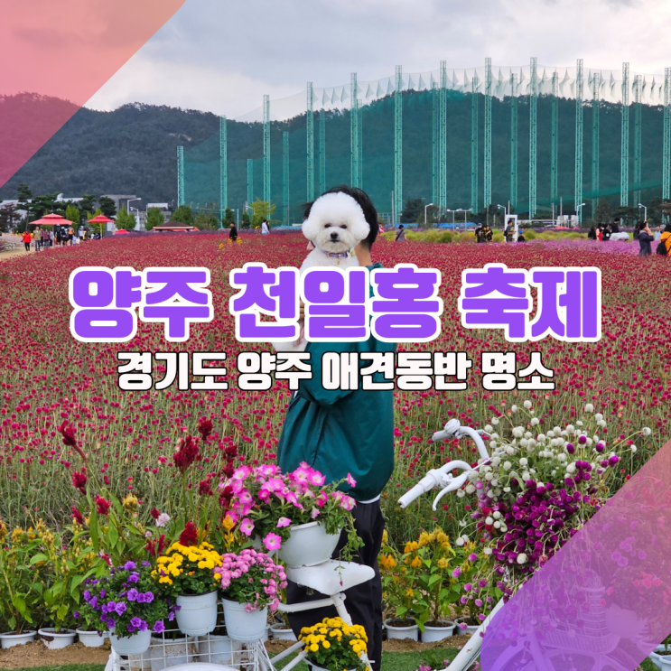  [경기도 애견동반코스] 양주 나리농원에서 내새꾸 사진 5백만장 건지기