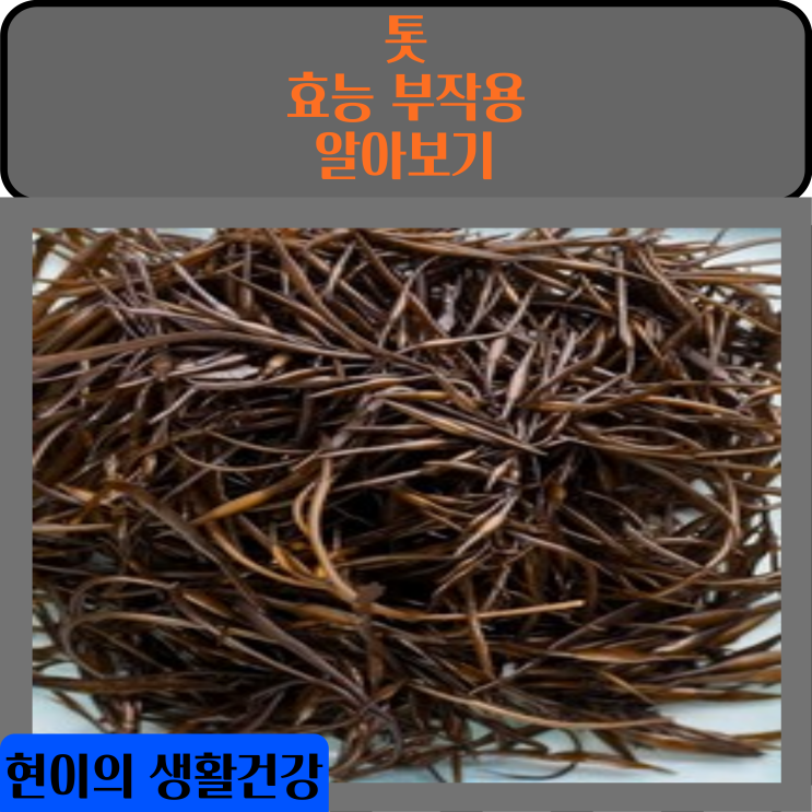  톳 효능 부작용 알아보기