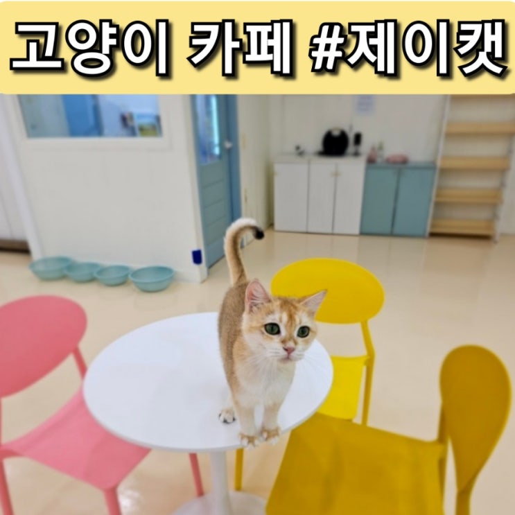  구미 고양이 카페 제이캣 다녀온 후기