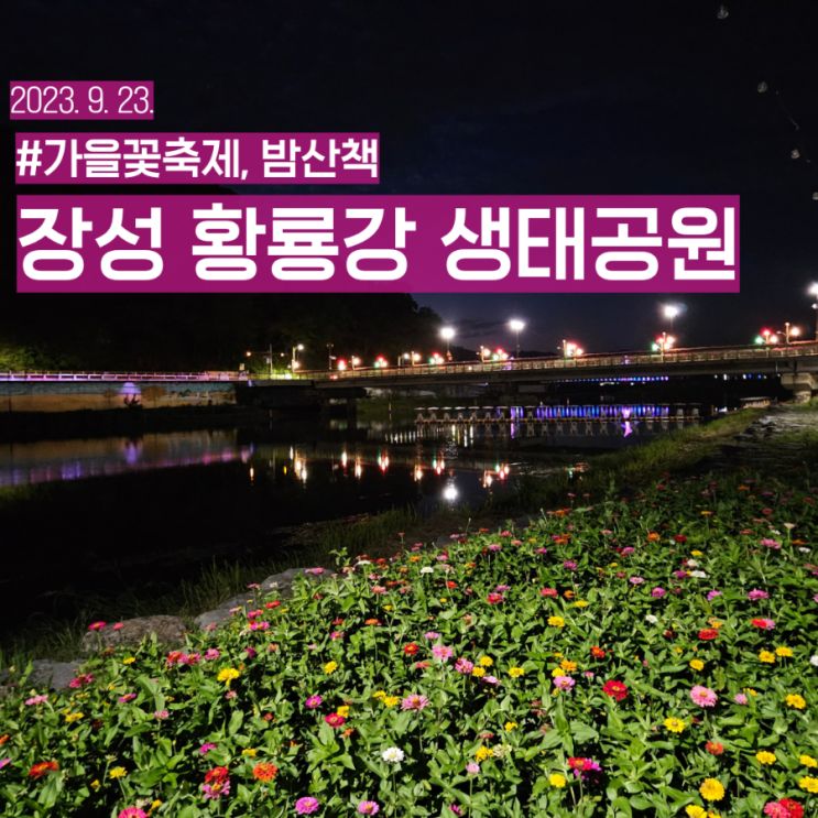  광주 근교 야경 드라이브 장성 황룡강 생태공원 가을꽃축제