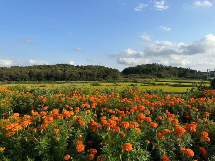  충남 예산 가볼만한 곳 추천 ㅣ 백설농부 카페 ㅣ 예산 꽃구경, 시골 논밭뷰 힐링 여행 추천