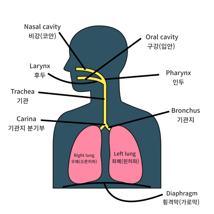 호흡기 내과 관련 의학용어 모음 정리, 주질환인 COPD(만성 폐쇄성 폐 질환), Tb(결핵) 간호
