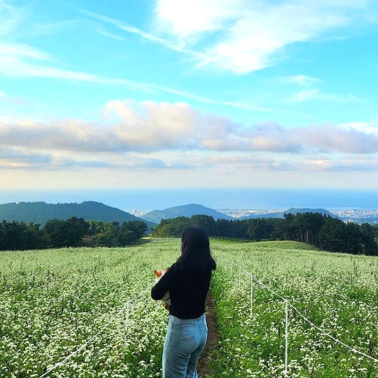  제주도 반려견과 함께 걷는 메밀꽃 나들이 제주 애견 동반 여행 추천코스(오라동 메밀밭)
