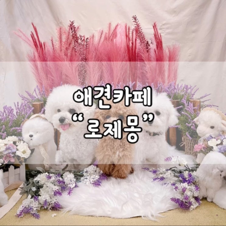  로제몽 애견카페 / 로제몽 애카 / 고양 로제몽 / 고양 애견카페 추천 / 고양 애카 추천 / 고양 애견카페 / 고양 애카 / 경기도 고양 애견카페 / 경기도 고양 애카