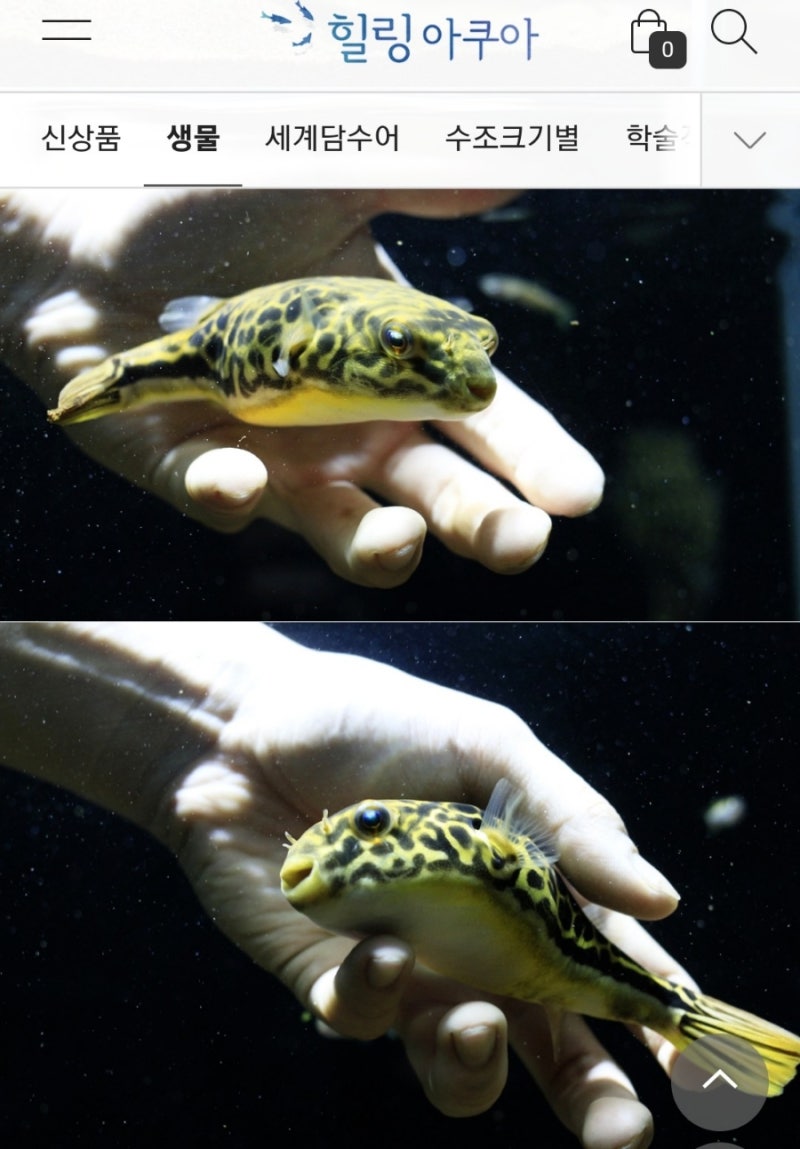 힐링아쿠아 수족관의 신기한 담수복어 살펴보기 : 네이버 블로그, image size:800x1149