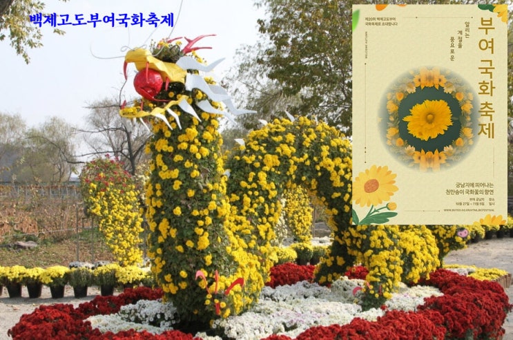 백제고도부여국화축제 (23.10.27~23.10.29)