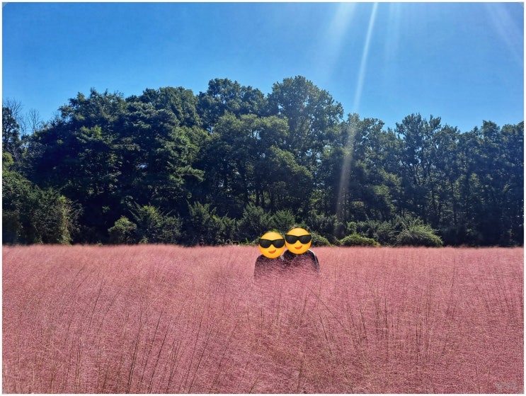 경기도 의왕 왕송호수 코스모스와 핑크뮬리_ 가을 꽃밭 휴대폰 사진 찍는 팁