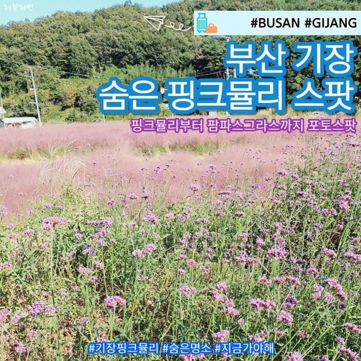  부산 기장 숨은 핑크뮬리 스팟 일광 광산마을 경관농업단지 위치 주차