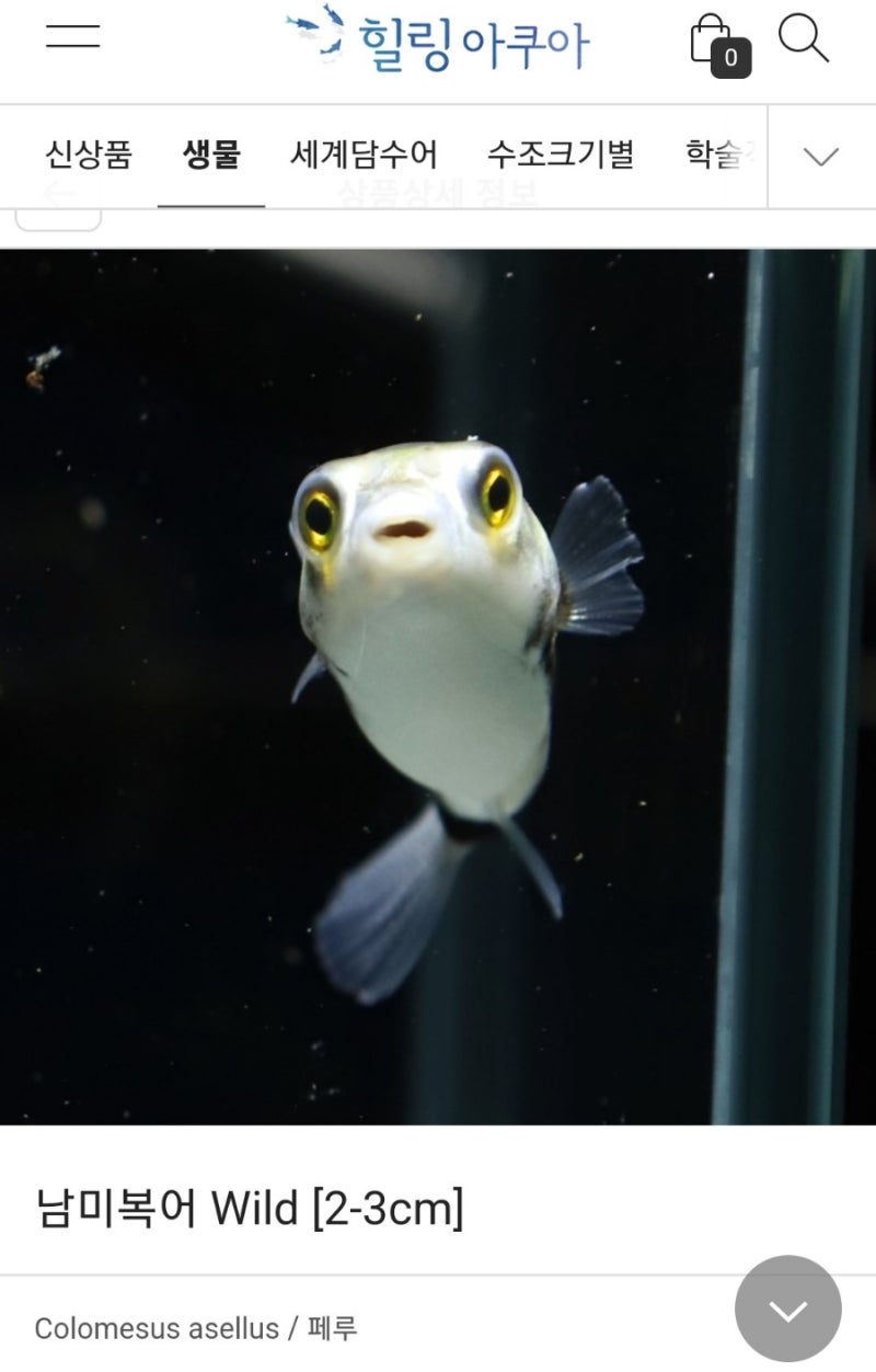 힐링아쿠아 수족관의 신기한 담수복어 살펴보기 : 네이버 블로그, image size:800x1252