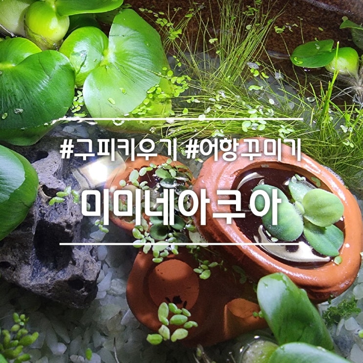  구피 키우기] 미미네아쿠아 ||  옹기수반 구피 어항 꾸미기 (물고기 장난감 + 수초)