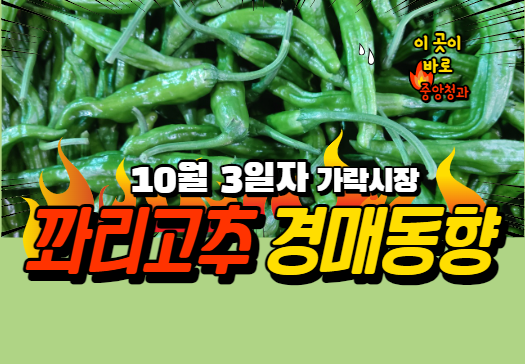  [경매사 일일보고] 10월 3일자 가락시장 꽈리고추 경매동향을 살펴보겠습니다!