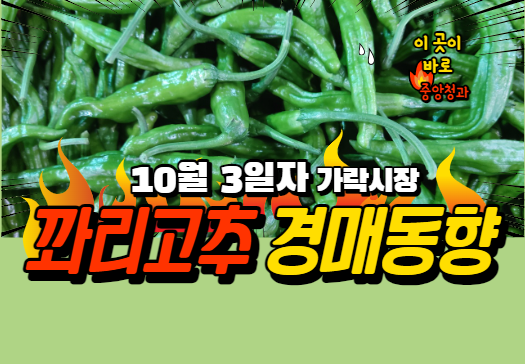 [경매사 일일보고] 10월 3일자 가락시장 꽈리고추 경매동향을 살펴보겠습니다!