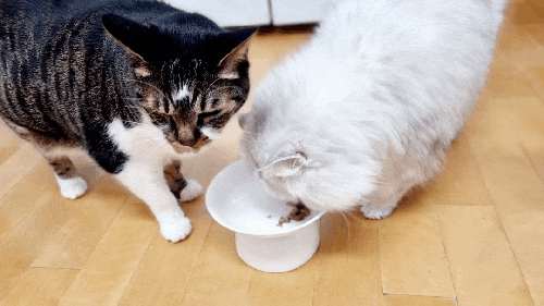  고양이 소고기 먹어도 되나요? 생고기 생식은?