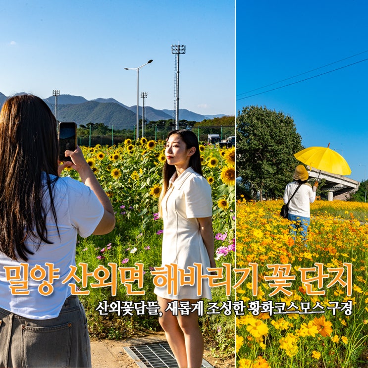  밀양 산외면 해바라기 꽃단지, 산외꽃담뜰 - 황금빛 꽃 물결이 출렁~ 새롭게 조성한 황화코스모스 구경
